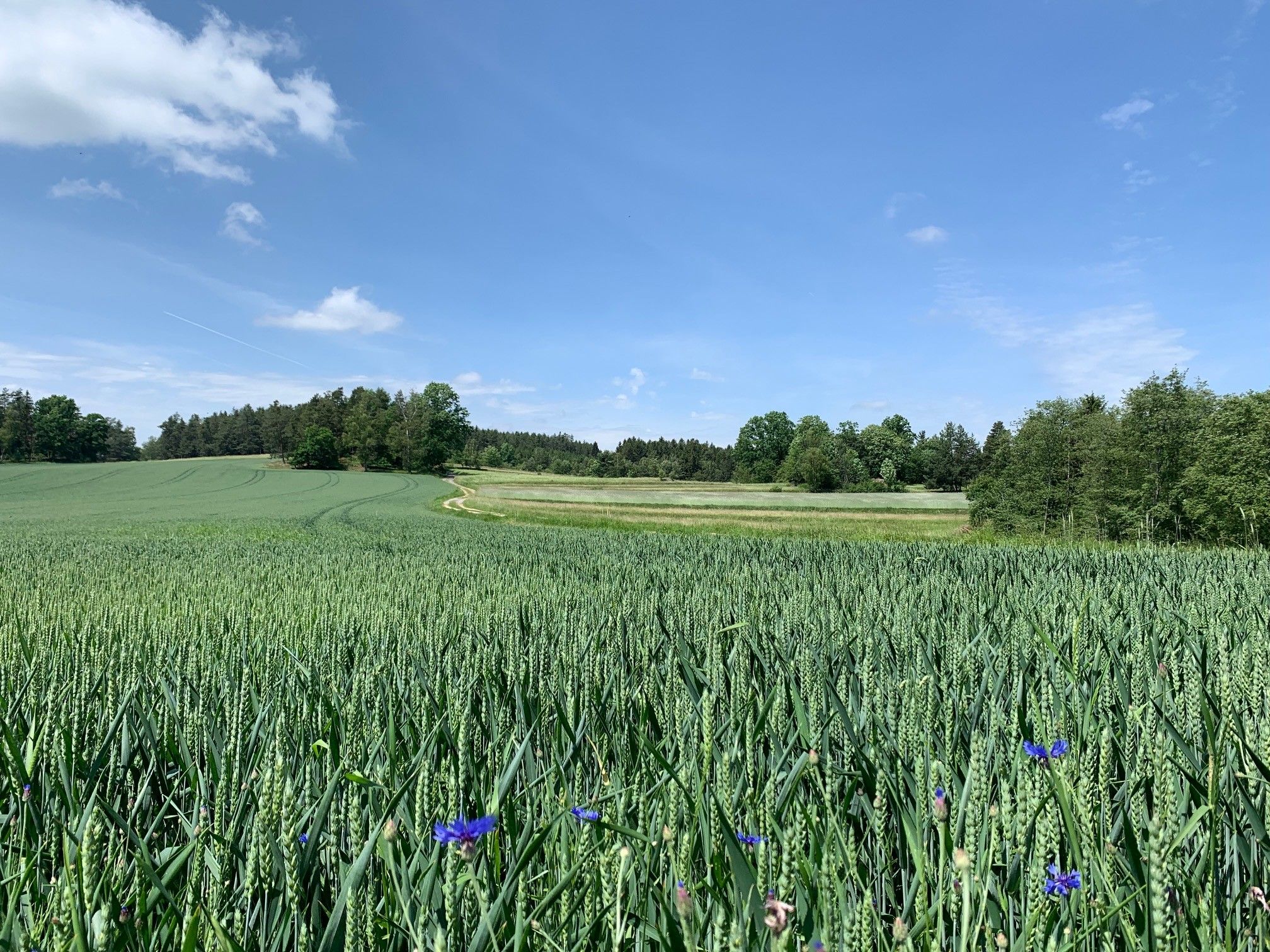 Weg Weitra Natur