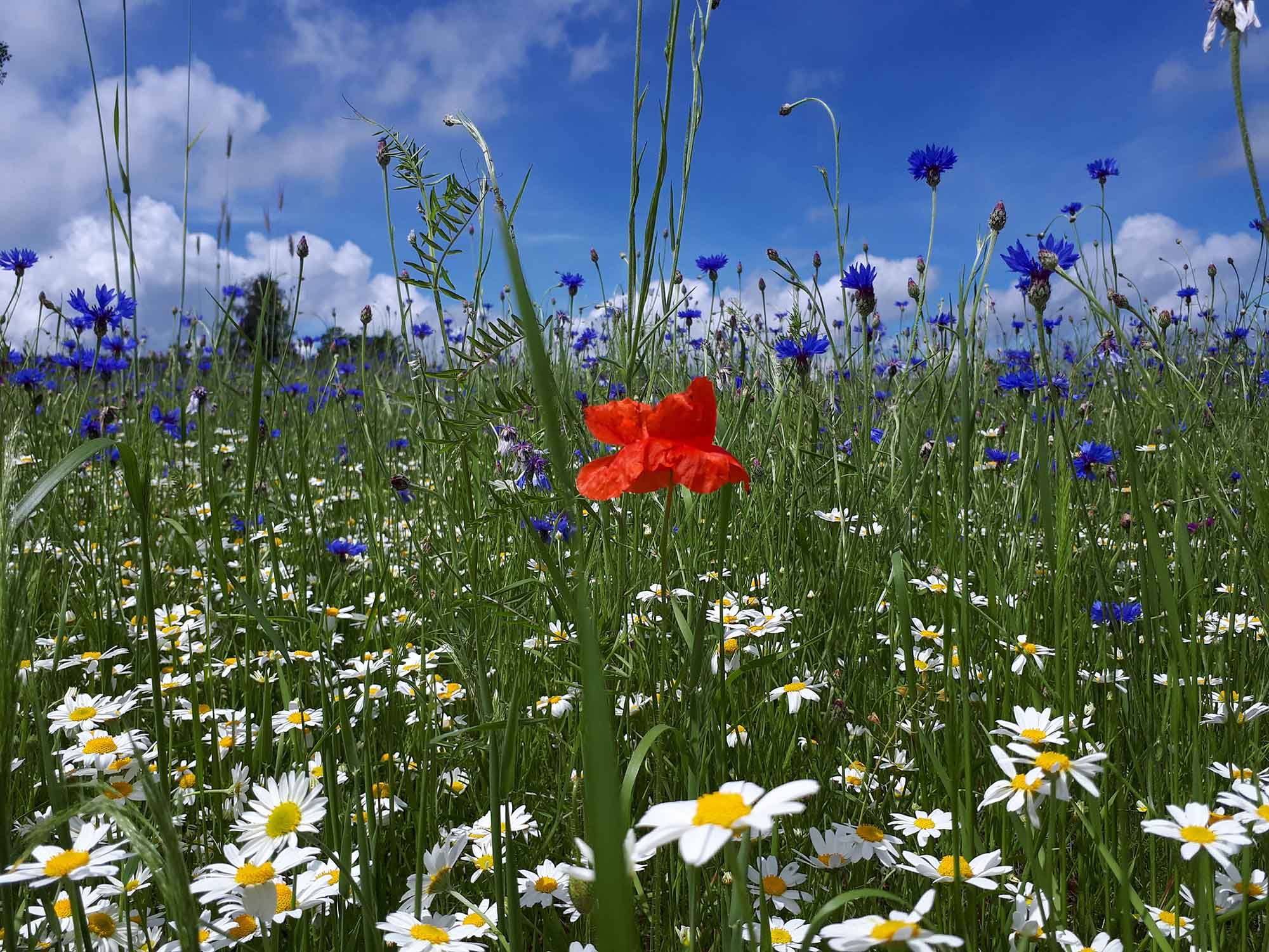 Bienenwiese