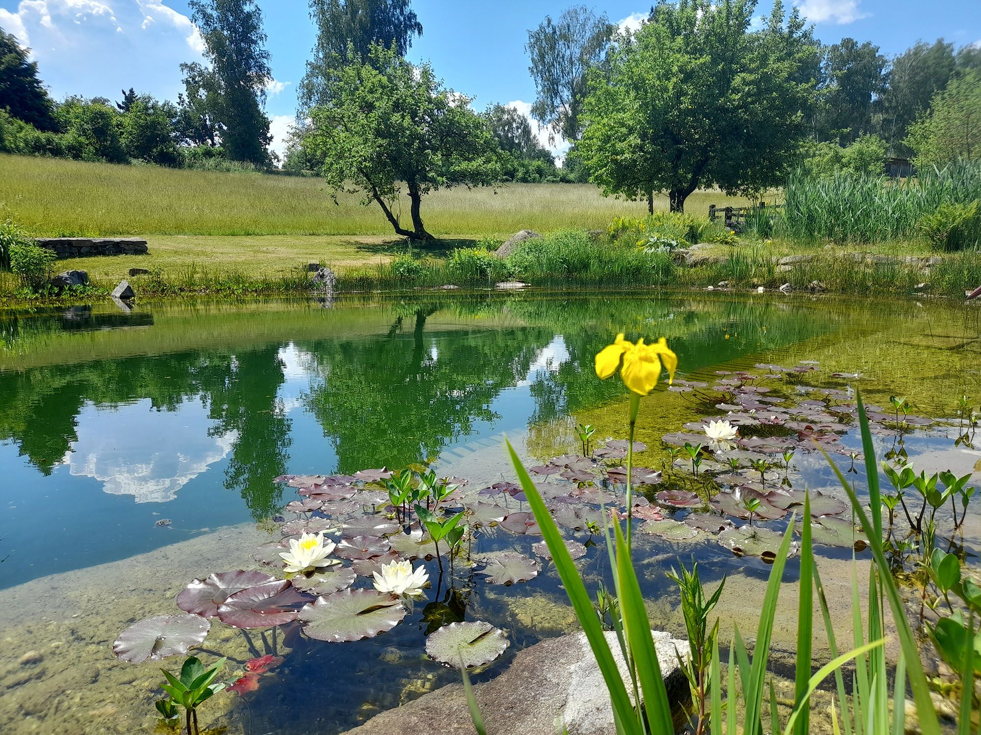 Schwimmteich