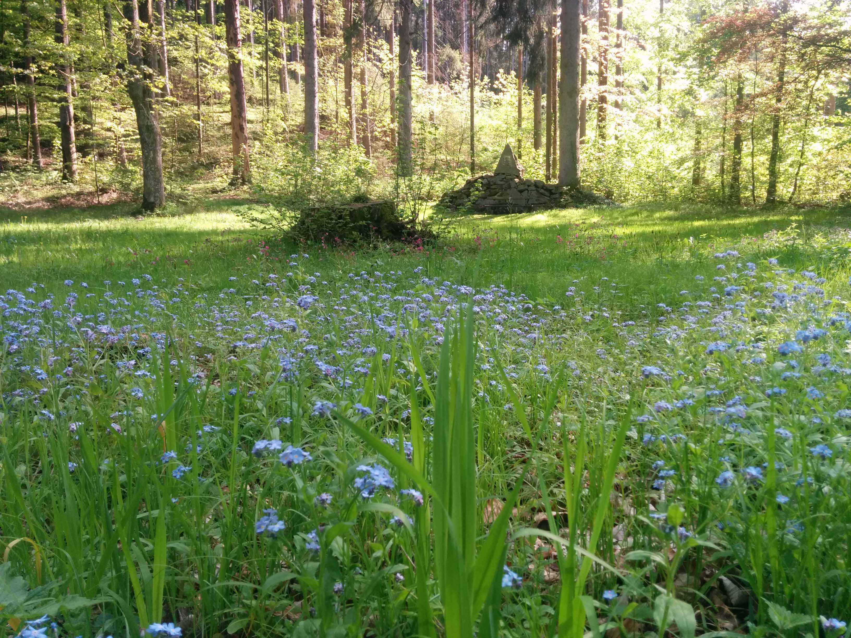 Carolinenwiese
