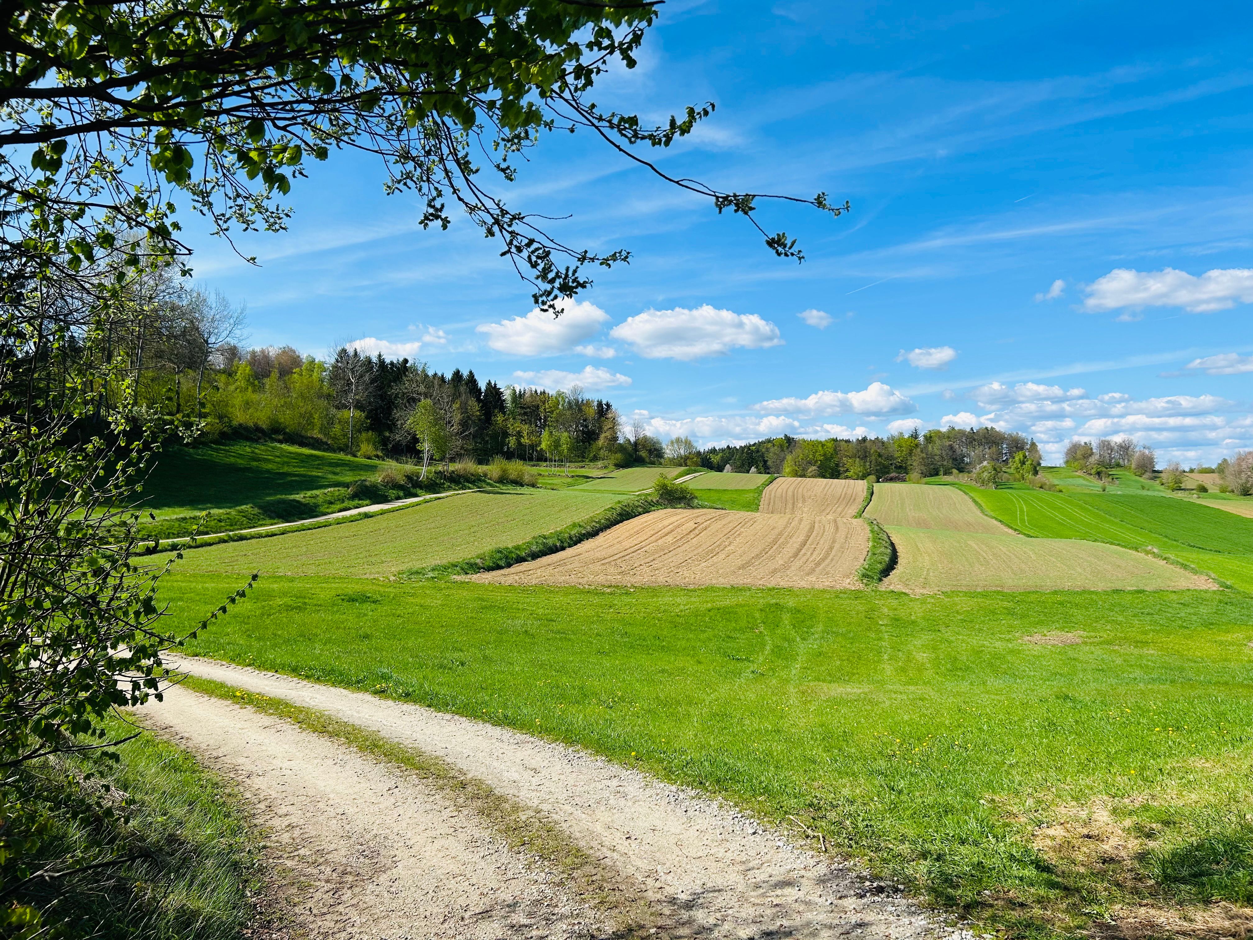 Landschaft rund um Weitra mit Feldern, grünen Wiesen und einem Weg.