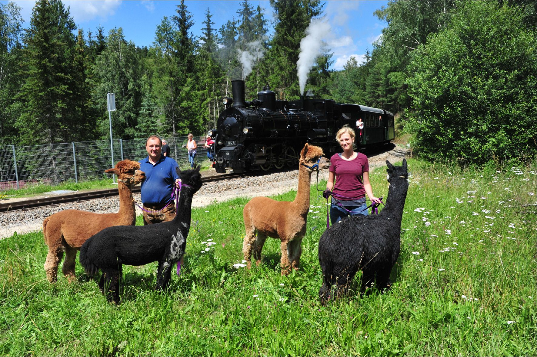 SONNSEITNhof Alpaks und die Waldviertelbahn