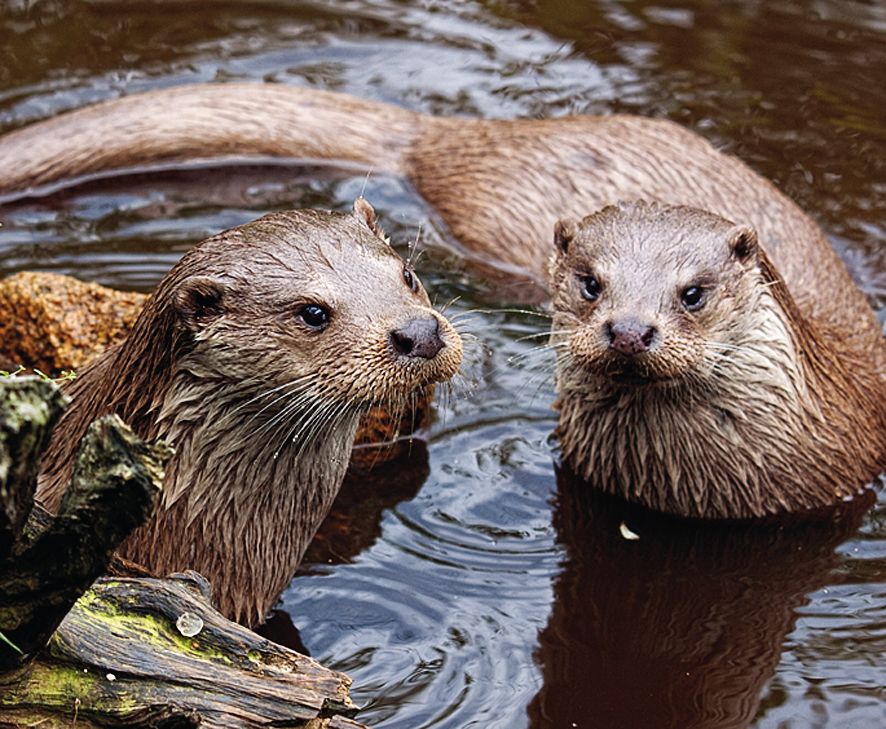 Zwei Fischotter im Wasser, umgeben von Holz und Steinen.