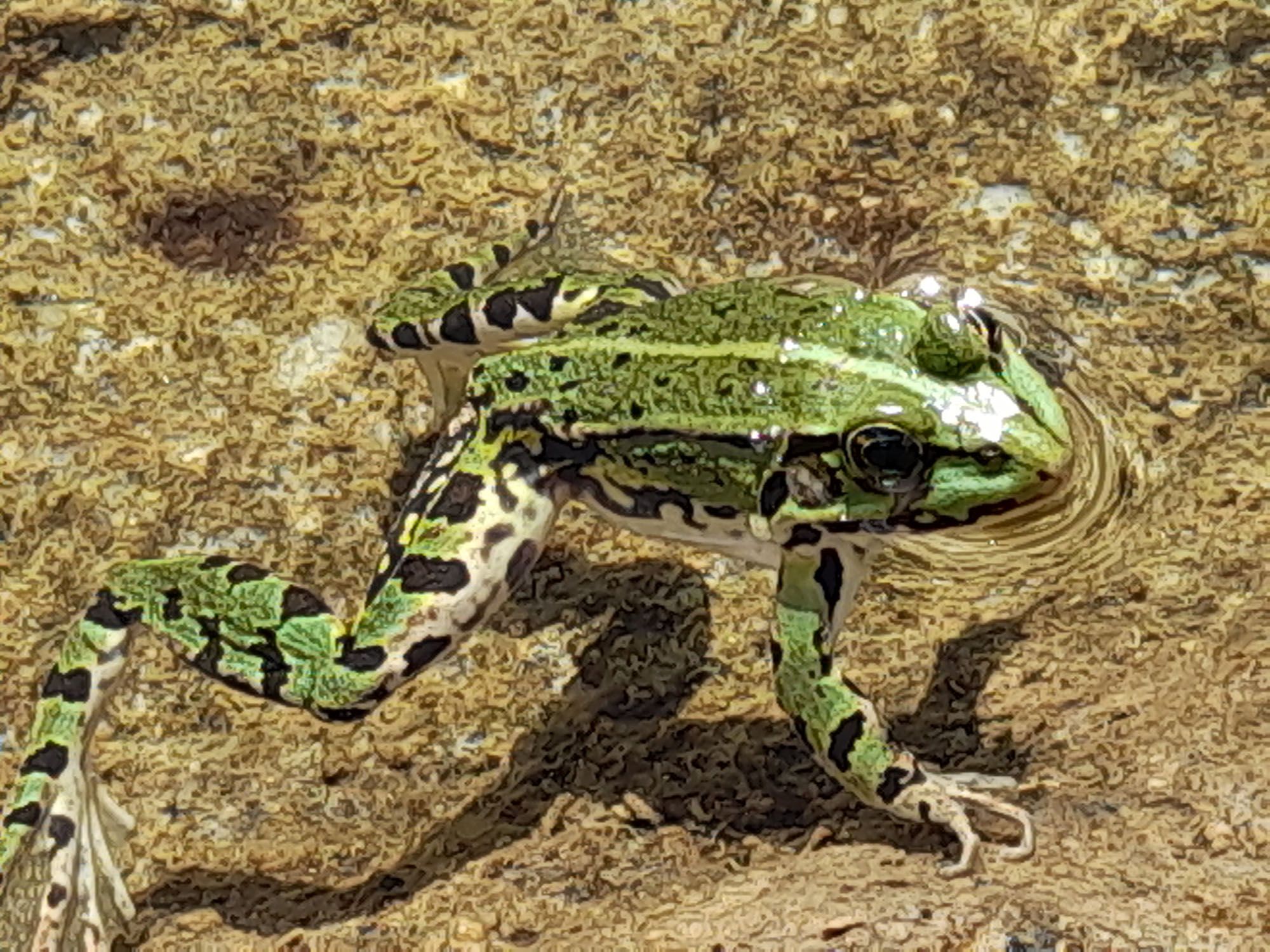 Froschbegrüßung