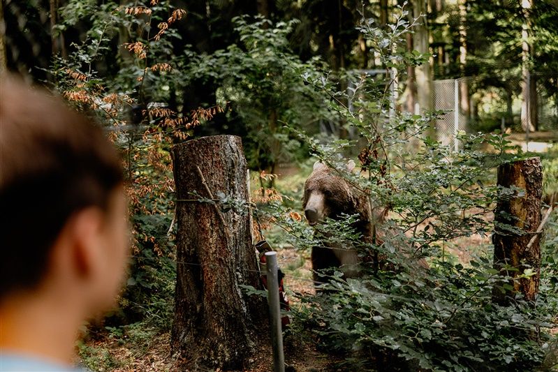 Ein Bär hinter Büschen im Bärenwald Arbesbach, beobachtet von einer Person im Vordergrund.