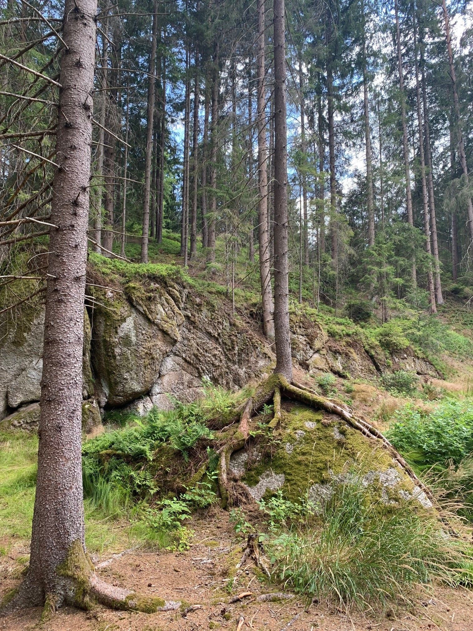Wald mit Stein