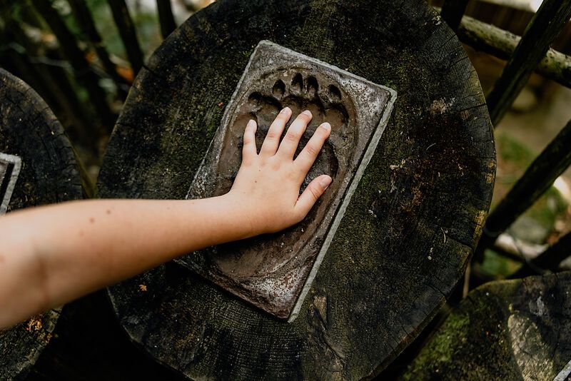 Eine Kinderhand liegt auf einem Bärenpfotenabdruck in einem Holzstamm.